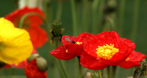 Foto: RTF.1