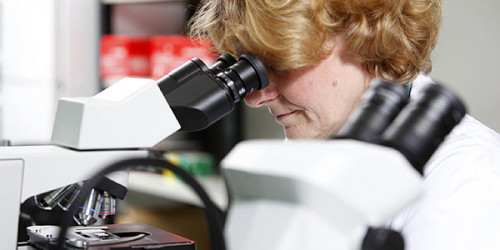 Im Labor: Arbeit am Mikroskop