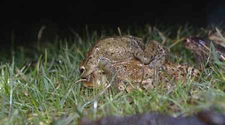 Kr&ouml;tenwanderung (Quelle: RTF.3)