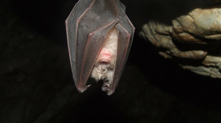 Foto: Bild von Gy&ouml;rgy Károly Tóth auf Pixabay 