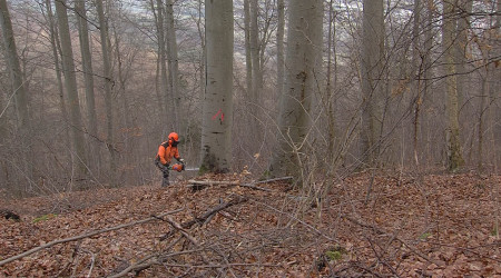 Holzernte (Quelle: RTF.3)