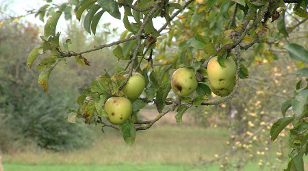 &Auml;pfel auf einer Streuobstwiese (Quelle: RTF.3)