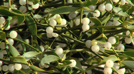 Misteln (Quelle: RTF.3)