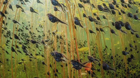 "Wildlife Photographer of the Year" im Naturkundemuseum (Quelle: RTF.3)