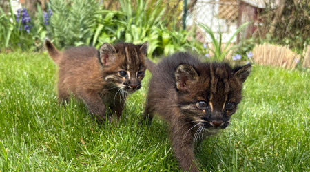 Foto: Zoo Heidelberg