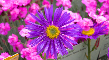 GardenLife 2026 (Quelle: RTF.3)
