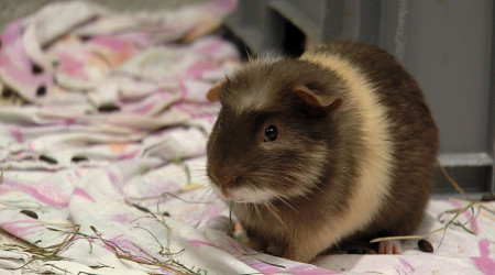 Meerschweinchen im Sommer (Quelle: RTF.3)